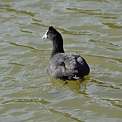 "Red-knobbed Coot" Paarl, South Africa